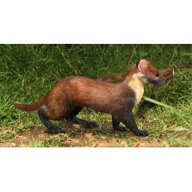 Marten (Animated,Fur)